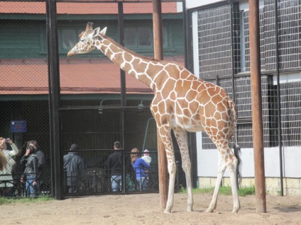 Zoo, Szentpétervár, Oroszország a leírások, képek, ahol van egy térképet, hogyan lehet