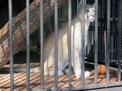 Zoo, Szentpétervár, Oroszország a leírások, képek, ahol van egy térképet, hogyan lehet