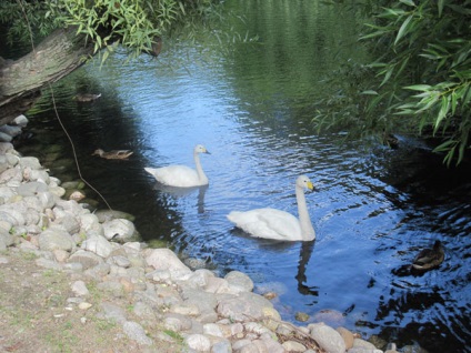 Zoo, St Petersburg, Rusia descriere, fotografie, unde este pe hartă, cum se obține