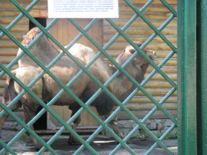 Zoo, Szentpétervár, Oroszország a leírások, képek, ahol van egy térképet, hogyan lehet
