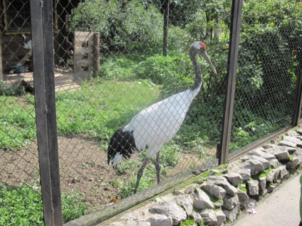 Zoo, Szentpétervár, Oroszország a leírások, képek, ahol van egy térképet, hogyan lehet