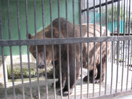 Zoo, Szentpétervár, Oroszország a leírások, képek, ahol van egy térképet, hogyan lehet