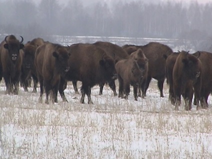 Bison Photo Bison