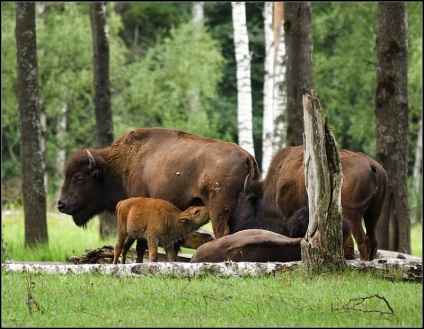 Bison Photo Bison