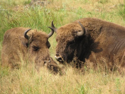 Bison Photo Bison