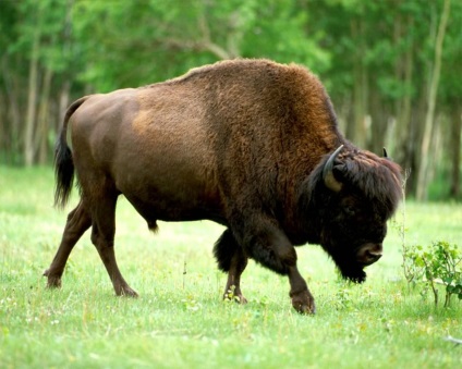 Bison Photo Bison