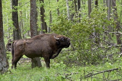Bison bison fotó