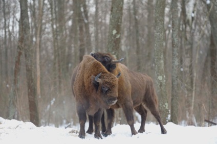 Bison Photo Bison