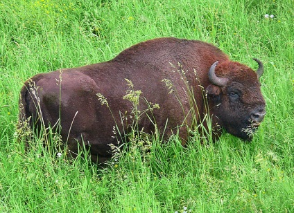 Bison Photo Bison