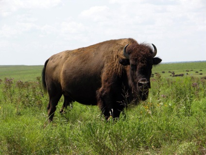 Bison Photo Bison