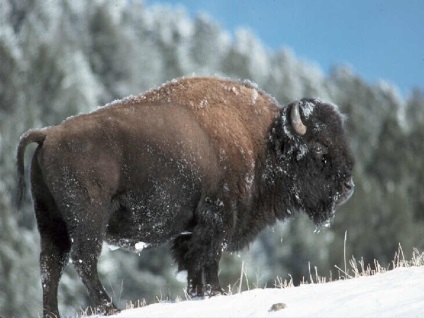 Bison bison fotó