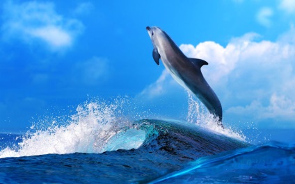 Sunetele delfinilor, capabile să se vindece