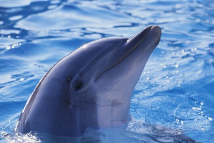 Sunetele delfinilor, capabile să se vindece
