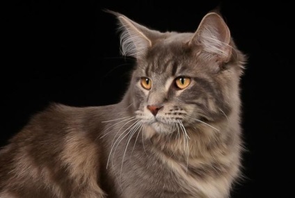 10 Exemple istorice ciudate de închinare a pisicilor
