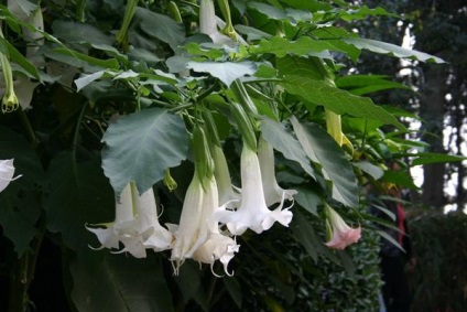 10 plante otrăvitoare - frumusețe periculoasă în țară