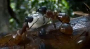 15 Interesante despre furnici