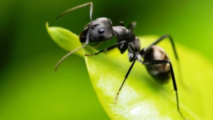 25 Fapte despre furnici despre care nu știai