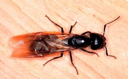 25 Fapte despre furnici despre care nu știai