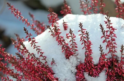 5 mituri comune despre plantele de adăpost pentru iarnă