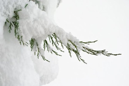 5 mituri comune despre plantele de adăpost pentru iarnă
