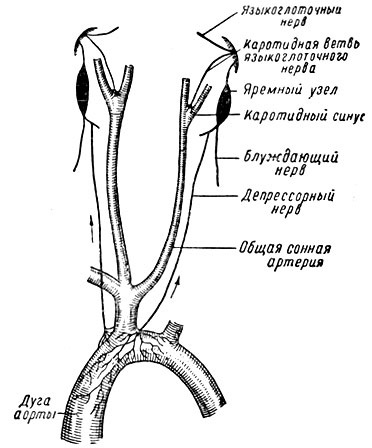 Adrenomimeticheskie înseamnă 1961 pers