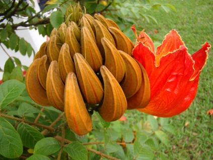 Tulpină africană