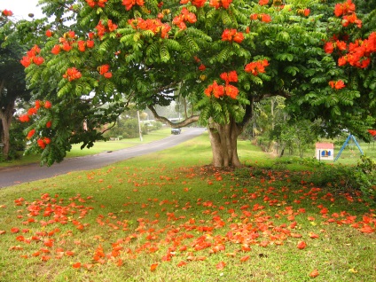 Afrikai tulipánfa