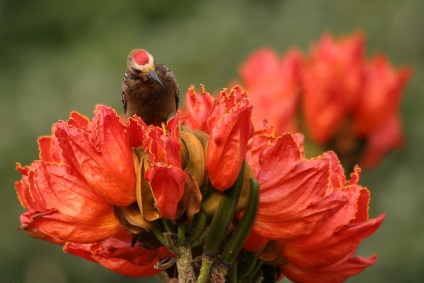 Afrikai tulipánfa