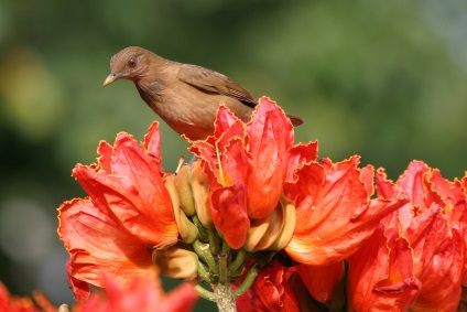 Afrikai tulipánfa