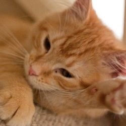 Agresszivitás macskák (kezelés a homeopátia) - szól macskák és macskák szeretettel