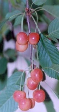 Aclimatizarea grădinilor dulci de cireș - siberia