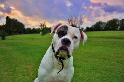 American Bulldog fotografie de bulldog american, rasa de câine bulldog american