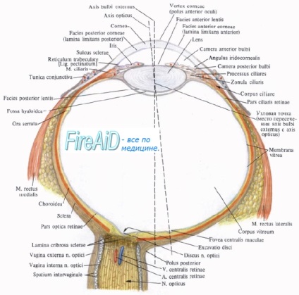 Anatomia membranei vasculare a globului ocular