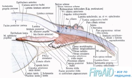 Anatomy of a Uvea