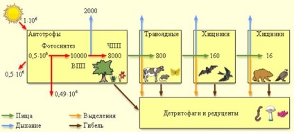 Ecosistemele antropogene ale agroecosistemului și ale ecosistemului