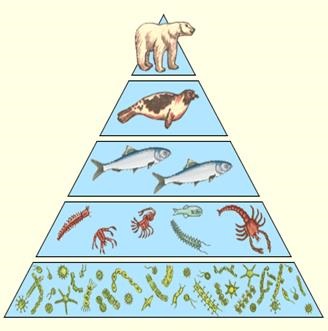 Ecosistemele antropogene ale agroecosistemului și ale ecosistemului