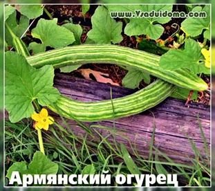 Cultivarea castravetilor armenieni (fotografie), un site despre o gradina, o resedinta de vara si plante de casa