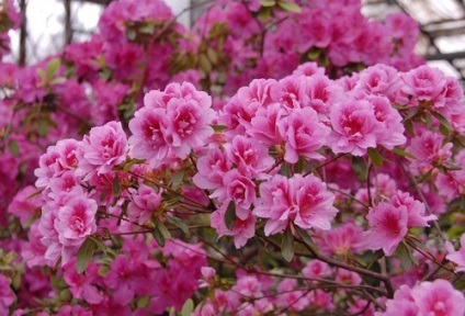 Japán Azalea Garden