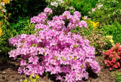 Gradina japoneza Azalea