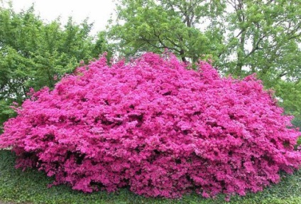 Gradina japoneza Azalea