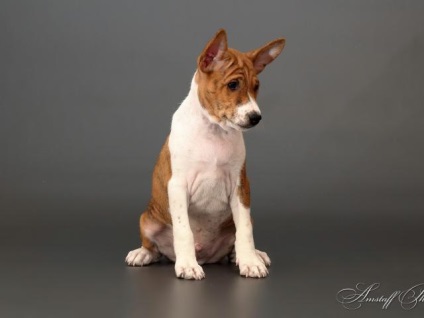 Basenji - fajta kutya fotó, leírás, jellemzők, mérete, jellege, hosszú haj, fotók, súly