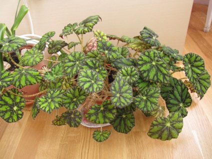 Tigrul begonia acasă