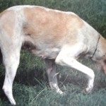 Rasă Biyi de câini de vânătoare