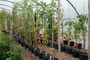 Üzleti paradicsom és üvegházban termesztésnek