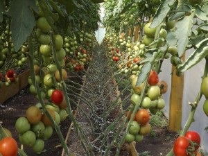 Üzleti paradicsom és üvegházban termesztésnek