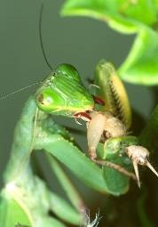 Mantis pet