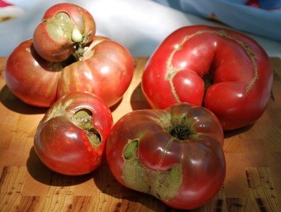 Boli de tomate