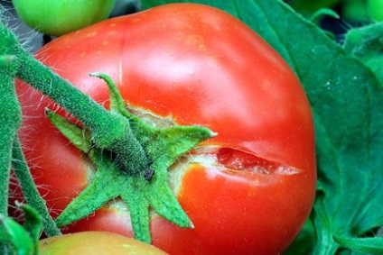 Boli de tomate