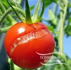 Boli de tomate