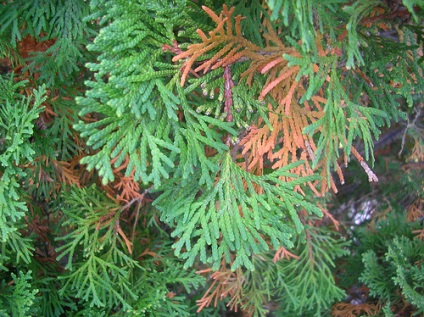 Betegségek Arborvitae, barna tűlevelek, k West